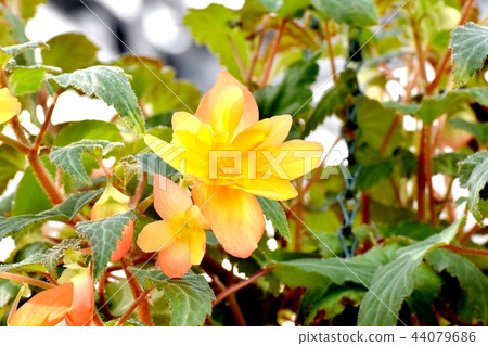 Begonia blooming in Chofu Botanical Garden Begonia blooming in Chofu Botanical Garden 44079686