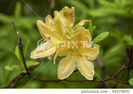 Yellow lotus tree azalea Yellow lotus tree azalea 44079695