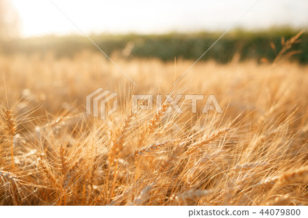 Wheat field. Ears of golden wheat close up. Rural Scenery under Shining sunset. close-up selective 44079800