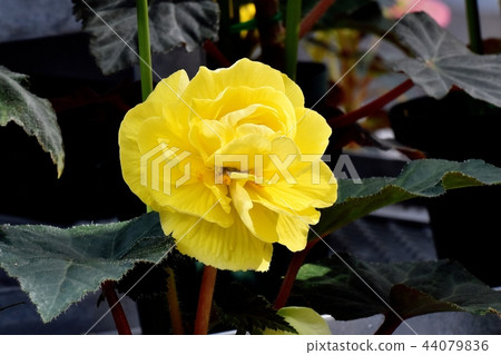 Begonia blooming in Chofu Botanical Garden Begonia blooming in Chofu Botanical Garden 44079836