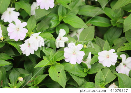 Petunia flower　 44079837