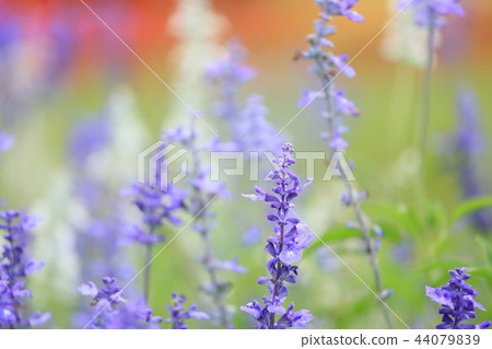 Flower of Salvia Farinassea 44079839