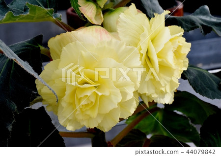 Begonia blooming in Chofu Botanical Garden 44079842