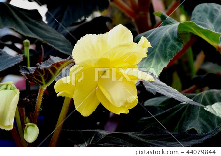 Begonia blooming in Chofu Botanical Garden 44079844