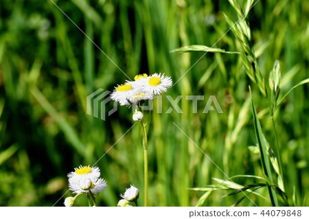 在三鷹中原開花的Harujion 在三鷹中原開花的Harujion 44079848