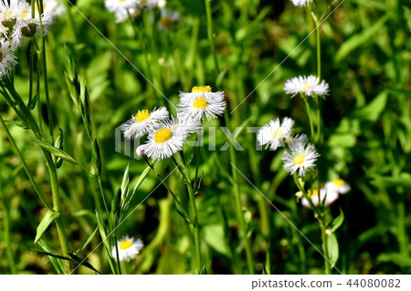 在三鷹中原開花的Harujion 在三鷹中原開花的Harujion 44080082