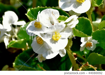 在三鷹中原開花的海棠 44080092