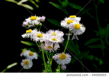 在三鷹中原開花的Harujion 在三鷹中原開花的Harujion 44080093