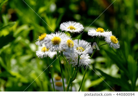 在三鷹中原開花的Harujion 44080094