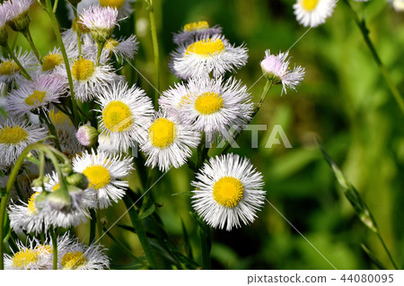 在三鷹中原開花的Harujion 在三鷹中原開花的Harujion 44080095