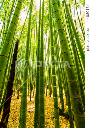 Kamakura Jogokuji Kamakura Jogokuji 44080184