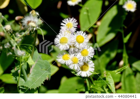 Harujion blooming in Mitaka Nakahara 44080441