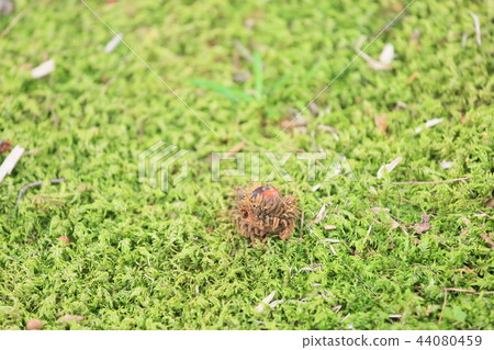 森林兒童橡子 森林兒童橡子 44080459