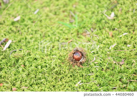 森林兒童橡子 44080460