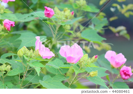 Fuyo flowers 44080461