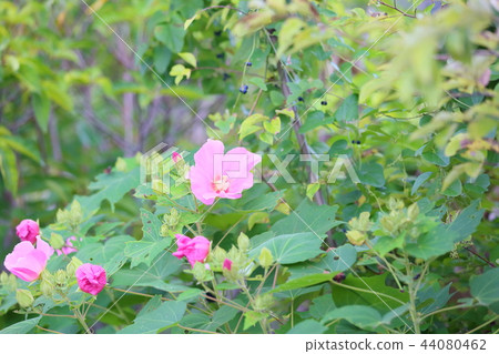 Fuyo花 Fuyo花 44080462