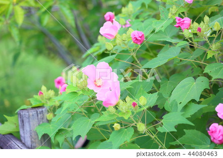 Fuyo花 Fuyo花 44080463