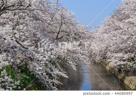 Cherry tree in Gojo River 44080997