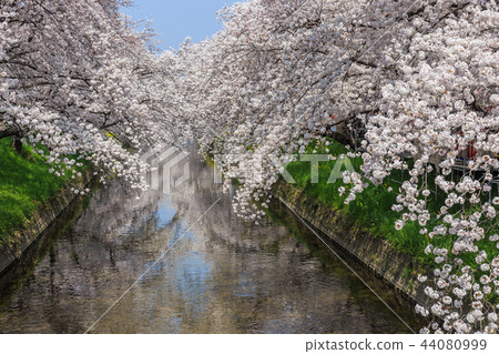 Cherry tree in Gojo River 44080999