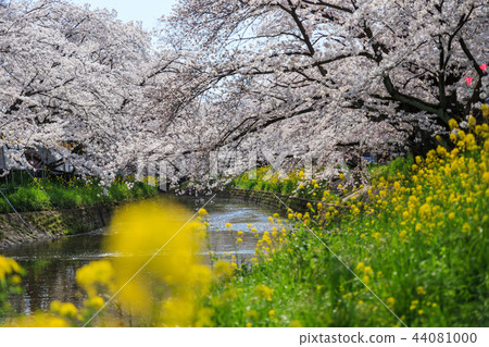Cherry tree in Gojo River 44081000