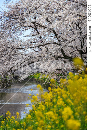 Cherry tree in Gojo River 44081001
