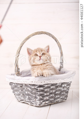 Cream color Scottish strait cat sits in a wicker basket. A playful kitten 44081127