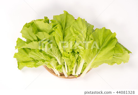 Assorted green vegetables A cabbage farm Small Chinese cabbage Chinese cabbage vegetables White cabbage Yamatona Santona 44081328