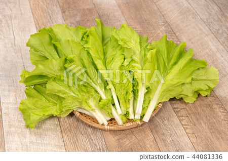 Assorted green vegetables A cabbage farm Small Chinese cabbage Chinese cabbage vegetables White cabbage Yamatona Santona 44081336