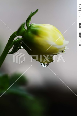 A bud A bud 44081375