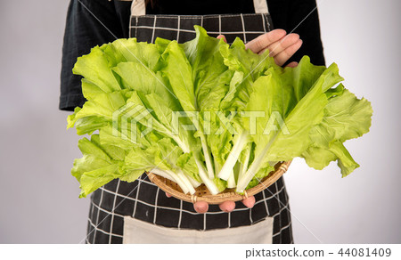 蔬菜新鮮蔬菜綠色蔬菜農場大白菜中國女性女性手蔬菜白菜蔬菜女手Yamatona Santona 44081409
