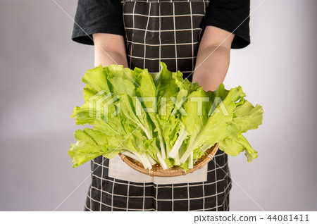 蔬菜新鮮蔬菜綠色蔬菜農場大白菜中國女性女性手蔬菜白菜蔬菜女手Yamatona Santona 44081411