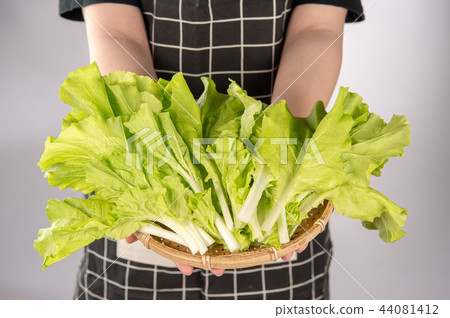 蔬菜新鮮蔬菜綠色蔬菜農場大白菜中國女性女性手蔬菜白菜蔬菜女手Yamatona Santona 蔬菜新鮮蔬菜綠色蔬菜農場大白菜中國女性女性手蔬菜白菜蔬菜女手Yamatona Santona 44081412