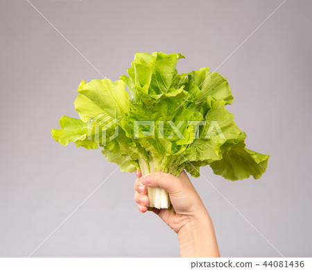 蔬菜新鮮蔬菜綠色蔬菜農場大白菜中國女性女性手蔬菜白菜蔬菜女手Yamatona Santona 44081436