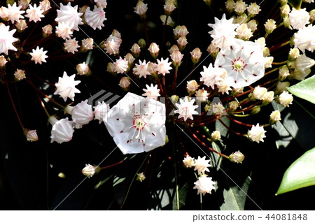 Karmia blooming in Mitaka Nakahara (American rhododendron) Karmia blooming in Mitaka Nakahara (American rhododendron) 44081848