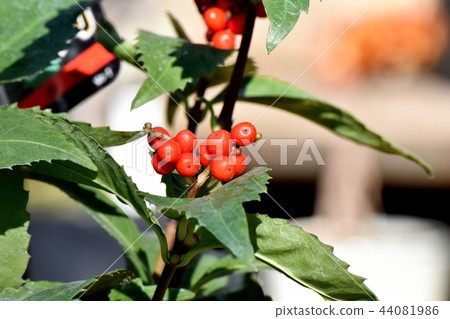 Fruit of Senryou (SenRyo) to be Mitaka Nakahara 44081986