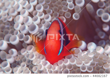 Anemone fish sea anemones 44082167