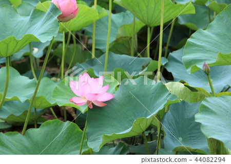 A lotus A lotus 44082294