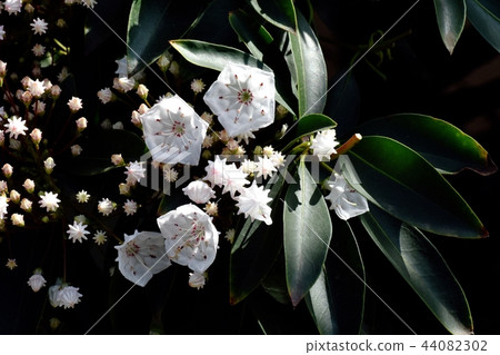 Karmia盛開在三鷹中原(美國杜鵑花) Karmia盛開在三鷹中原(美國杜鵑花) 44082302