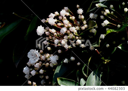 Karmia盛開在三鷹中原(美國杜鵑花) Karmia盛開在三鷹中原(美國杜鵑花) 44082303