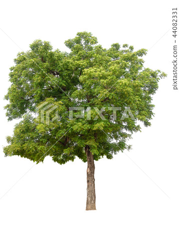 Trees on white background. Trees on white background. 44082331