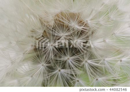 Sea of fluff Sea of fluff 44082546