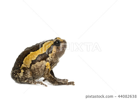 Banded bullfrog on white background 44082638