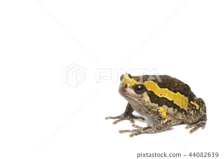 Banded bullfrog on white background 44082639