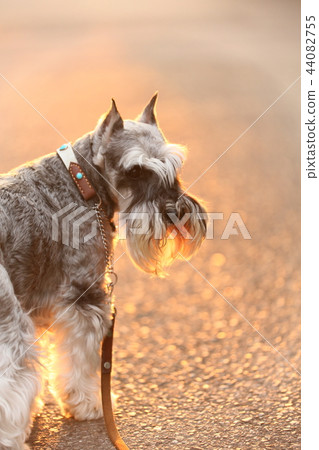 黃昏雪納瑞犬 黃昏雪納瑞犬 44082755