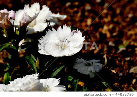 White Seki Chiku (Karanadashiko) blooming in Mitaka Nakahara 44082786