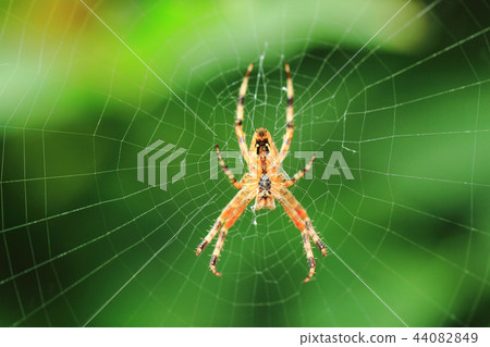 spider on the green background spider on the green background 44082849