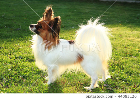 papillon dog in the grass papillon dog in the grass 44083126