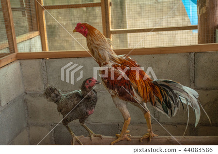 The gamecock is a profession of people in asia. The gamecock is a profession of people in asia. 44083586