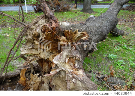 Sakura's fallen tree Typhoon No. 21 mark Sakura's fallen tree Typhoon No. 21 mark 44083944