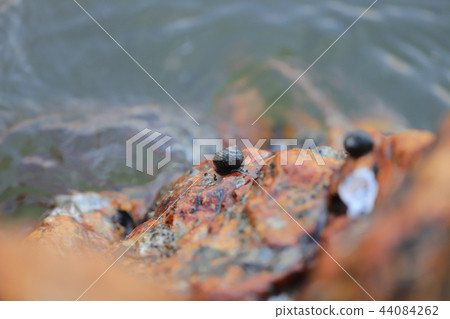 a small shells on the rock at coast a small shells on the rock at coast 44084262